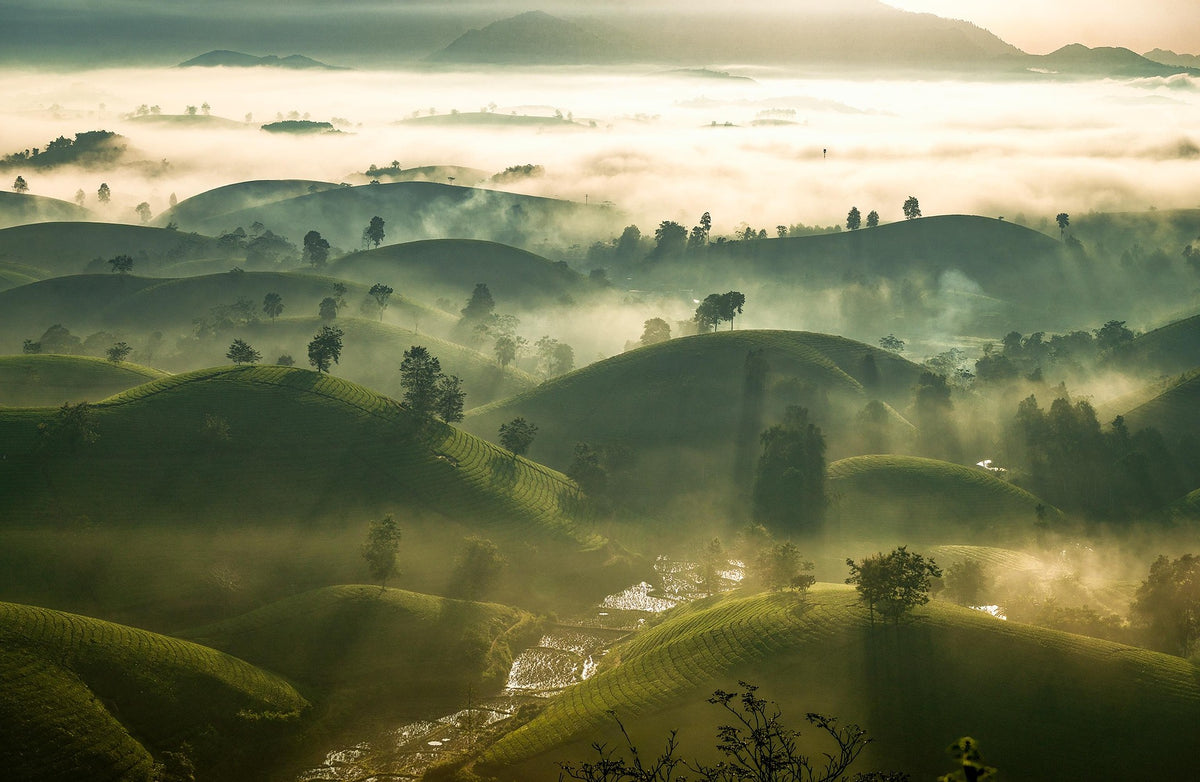 Grüne Teehügel im Morgennebel mit warmem Sonnenlicht