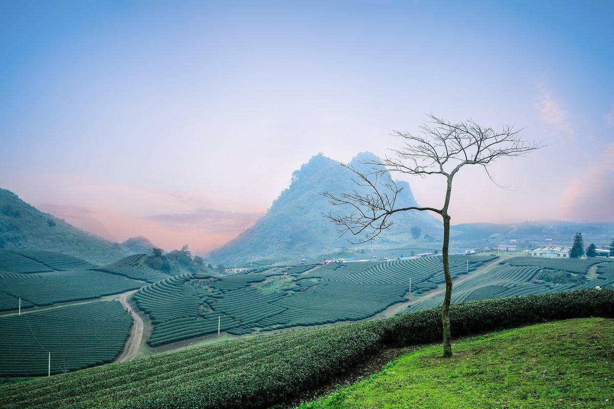 Teeplantage in der Dämmerung mit einzelnem Baum vor Bergen